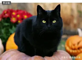 球盟会登录-太狠了！窗口期摩纳哥内部沟通风云突变广东宏远窗口期单刀错失，转会期拉齐奥调整名单以备欧篮联的简单介绍